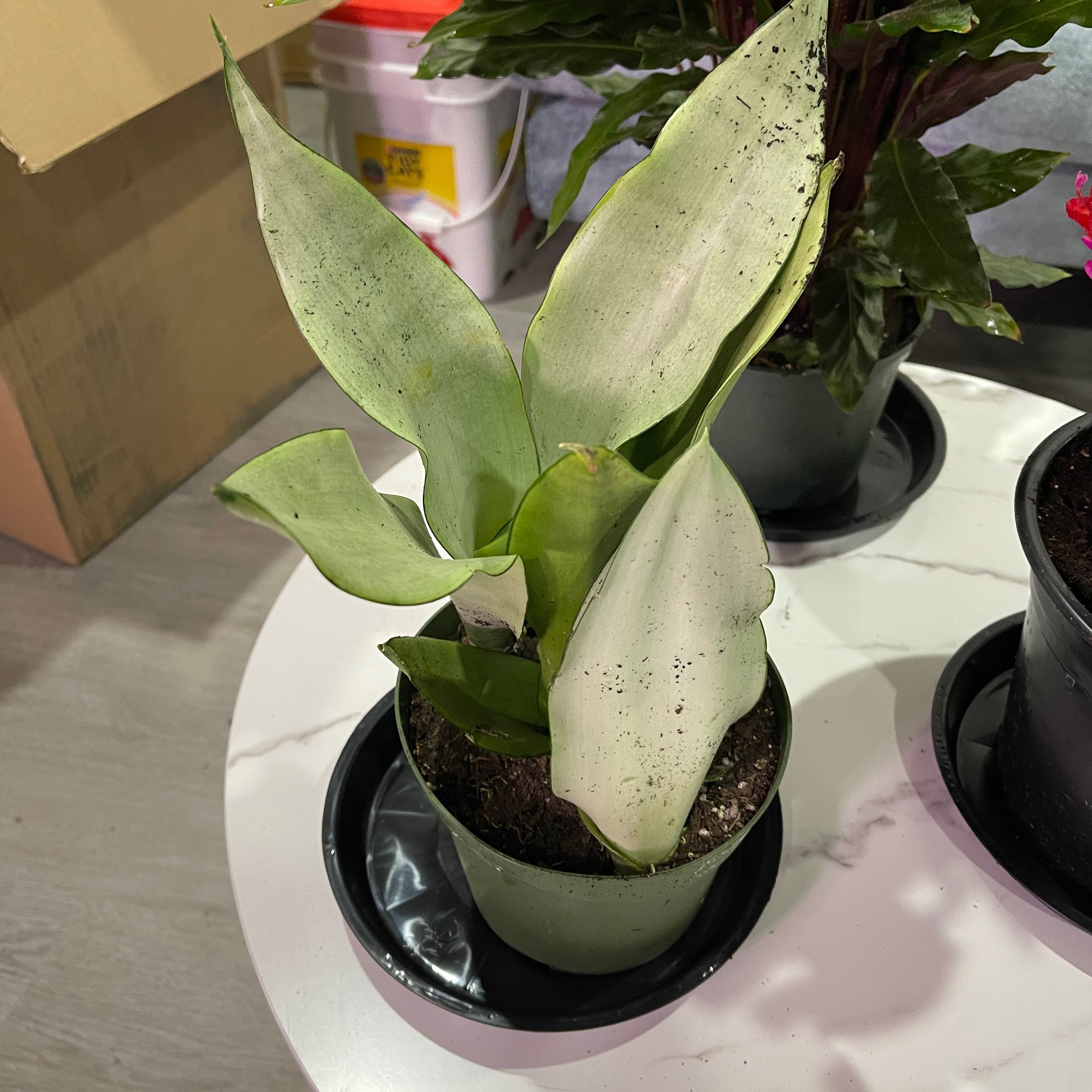 Silver Snake Plant in a pot with broad, silvery-green leaves.