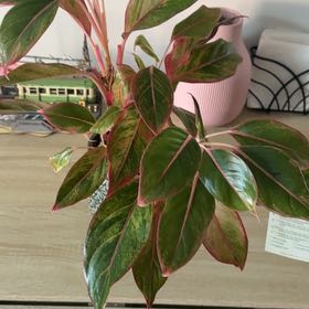 Photo of the plant species Red Chinese Evergreen by @KnightJitterbug named Duke on Greg, the plant care app