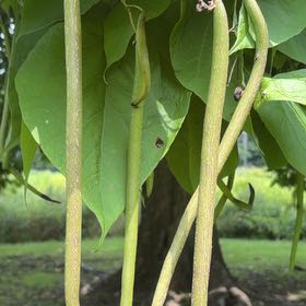 Photo of the plant species Catalpa by @IdolGinseng40 named Miley on Greg, the plant care app
