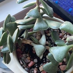 Photo of the plant species Andromischus Triflorus by @ExecSeagrapes52 named Harper on Greg, the plant care app