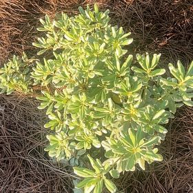 Photo of the plant species Japanese Cheesewood by @PurveyorofBeans named Zeus on Greg, the plant care app