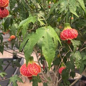 Photo of the plant species Redvein Abutilon by @SavoryCorn44 named Sherlock on Greg, the plant care app