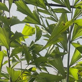 Photo of the plant species Fishtail Palm by @SavoryCorn44 named Delilah on Greg, the plant care app