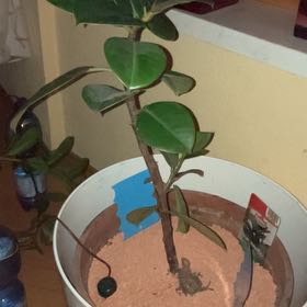 Photo of the plant species Ficus Robusta by @WhizbangHope4 named Leaf Erickson on Greg, the plant care app