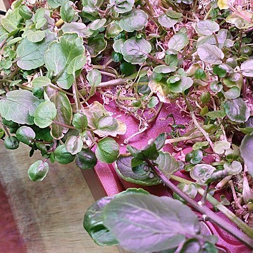 Photo of the plant species Water Cress by @NiftyWildtea28 named Nasturtium officinale on Greg, the plant care app