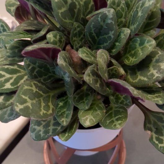 Photo of the plant species Frosted Jade Asian Violet by @SpecialWoreya28 named Fernie Mac on Greg, the plant care app