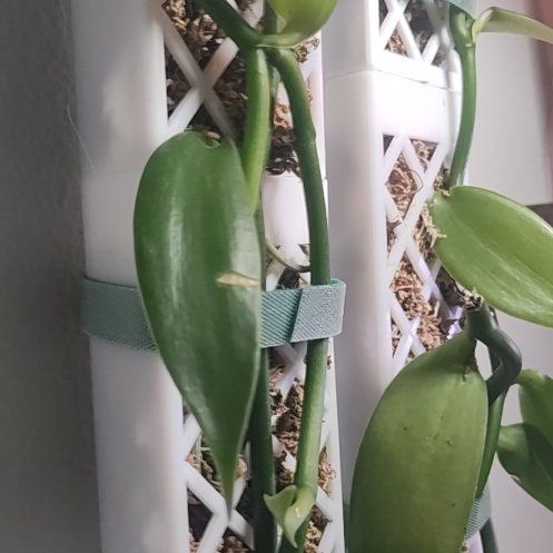 Photo of the plant species Vanilla Bean Plant by @BalancedTutu named Maya on Greg, the plant care app