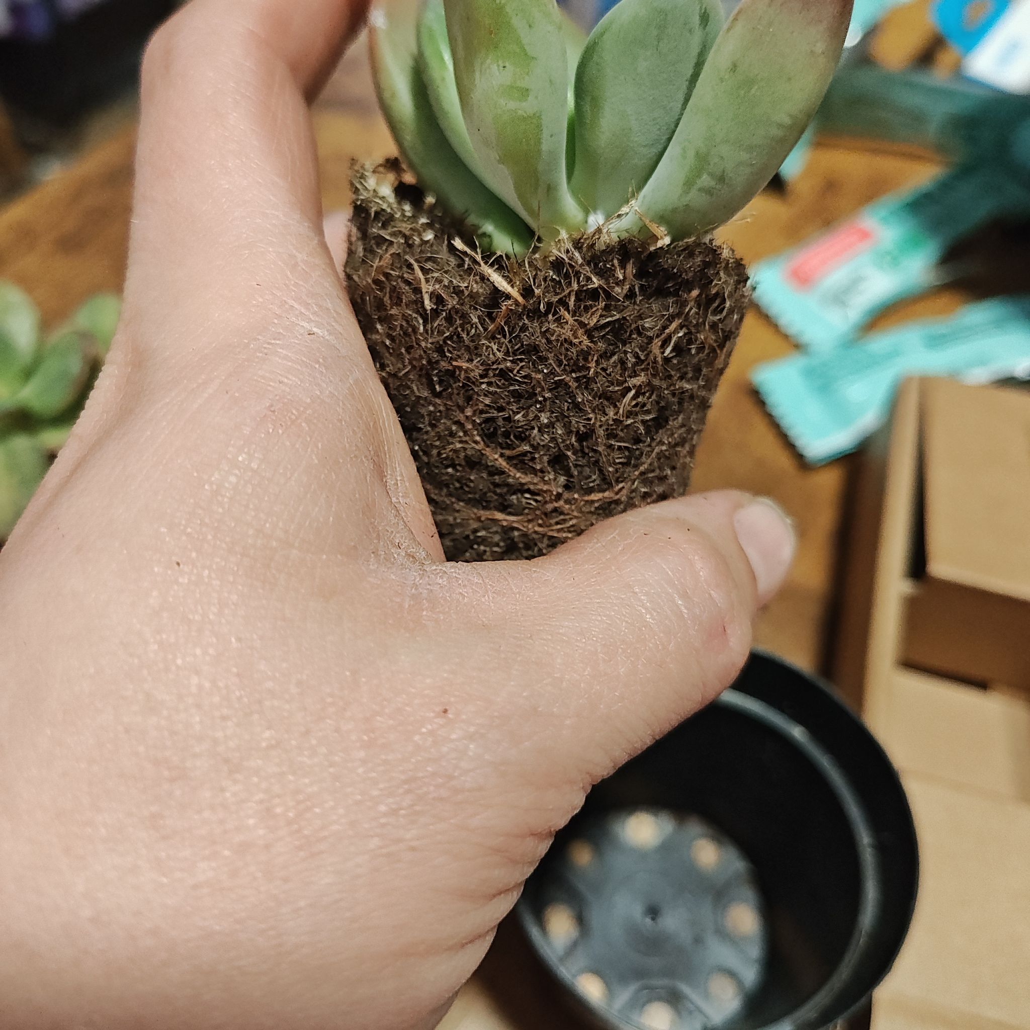 Photo of the plant species Pachyveria 'Royal Flush' by @TopScotspine83 named Mollie on Greg, the plant care app