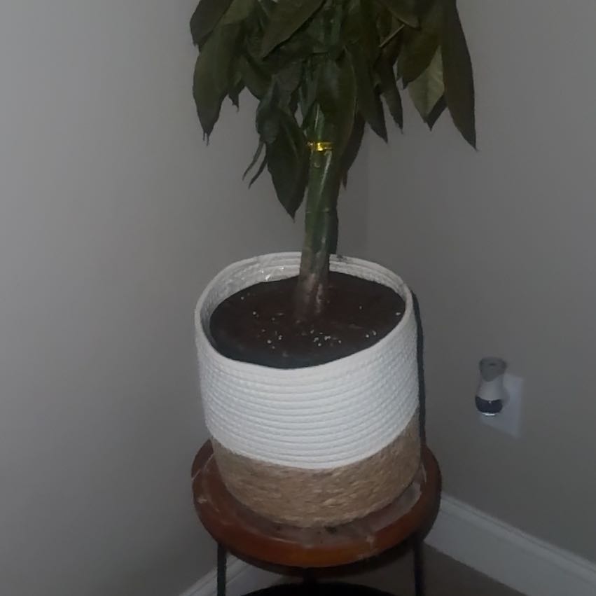 Photo of the plant species Lucky Bean Tree by @SincereMayten97 named Leonardo on Greg, the plant care app