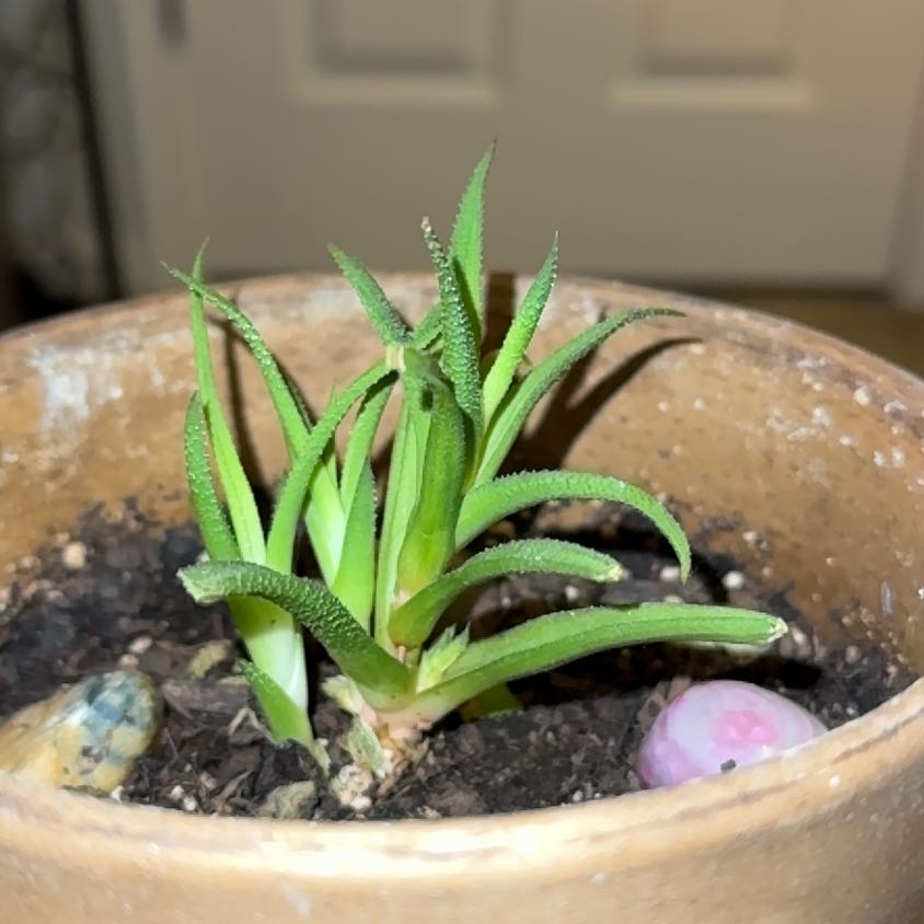 Photo of the plant species Hankey Dwarf Aloe by @KeyTagetes68 named Curie on Greg, the plant care app