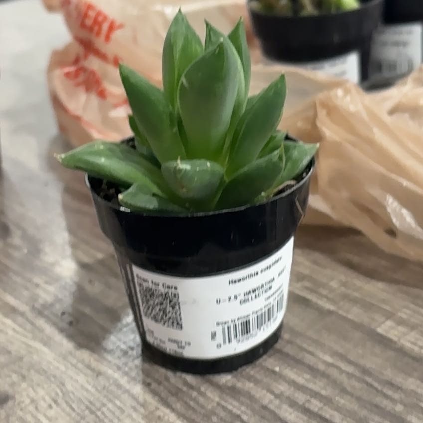 Photo of the plant species Variegated Haworthia cuspidata by @TryBrooklime74 named Navajo on Greg, the plant care app