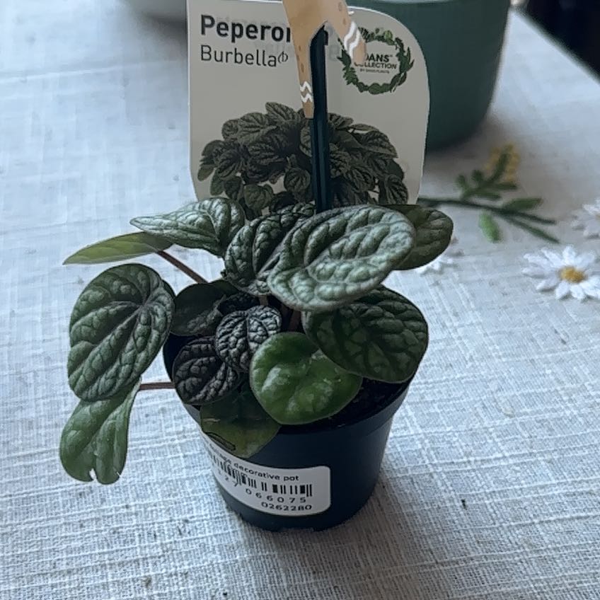 Photo of the plant species Peperomia Burbella by @IdolBonsi35 named Gobi on Greg, the plant care app