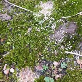 Photo of the plant species Silvergreen Bryum Moss by @FitMoss19 named Cleopatra on Greg, the plant care app