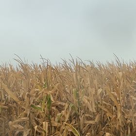 Photo of the plant species Corn by @FitMoss19 named Surya on Greg, the plant care app