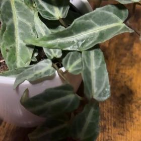 Photo of the plant species Chimaphila Maculata by @Prayingplant named Plato on Greg, the plant care app
