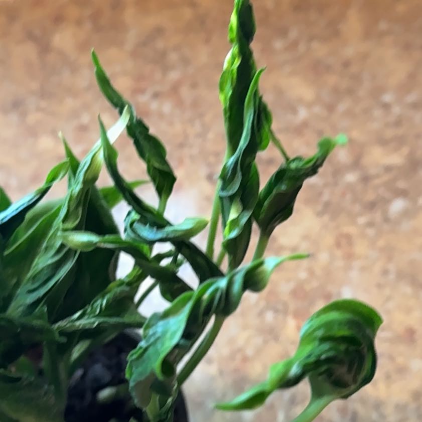 Photo of the plant species Pothos 'Shangri La' by @Prayingplant named Aristotle on Greg, the plant care app