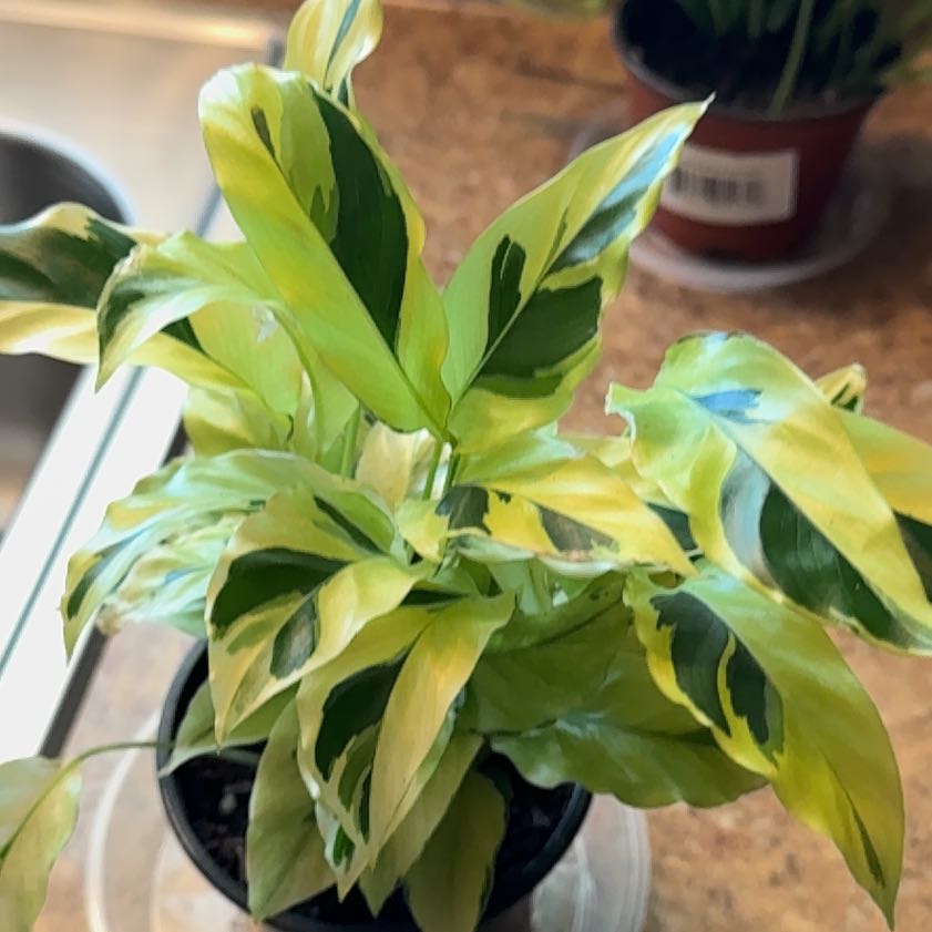 Photo of the plant species Calathea Yellow Fusion by @Prayingplant named Shakira on Greg, the plant care app