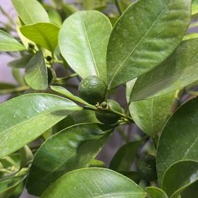 Photo of the plant species Calamansi by @SizableAlula33 named Calamansi on Greg, the plant care app