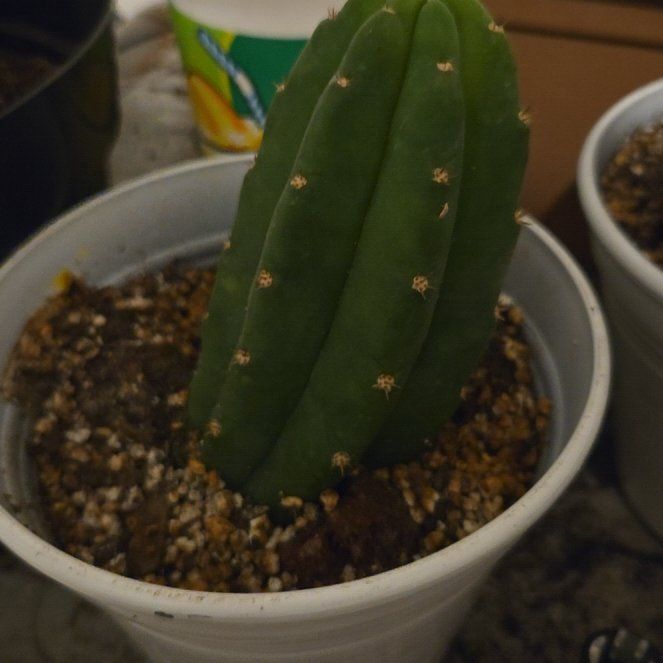 Photo of the plant species San Pedro Cactus by @WingedWinika33 named Saint Peteh on Greg, the plant care app