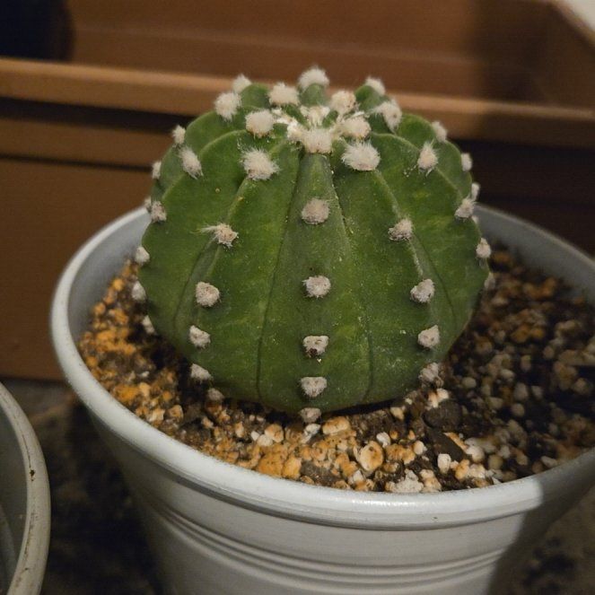 Photo of the plant species Domino Cactus by @WingedWinika33 named Bodhi on Greg, the plant care app
