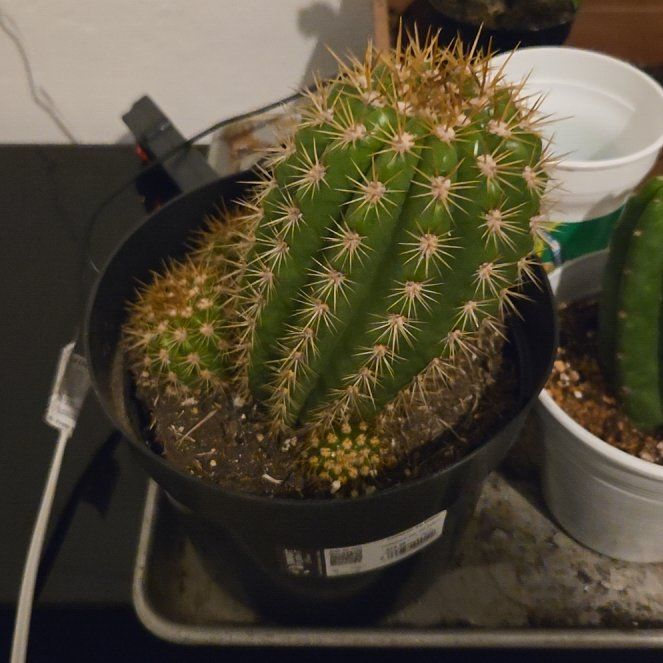 Photo of the plant species Sun Goddess Cactus by @WingedWinika33 named Cuddles on Greg, the plant care app
