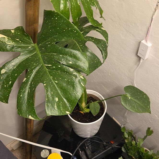 Photo of the plant species Monsterra Thai Constellation by @WingedWinika33 named Cosmo on Greg, the plant care app
