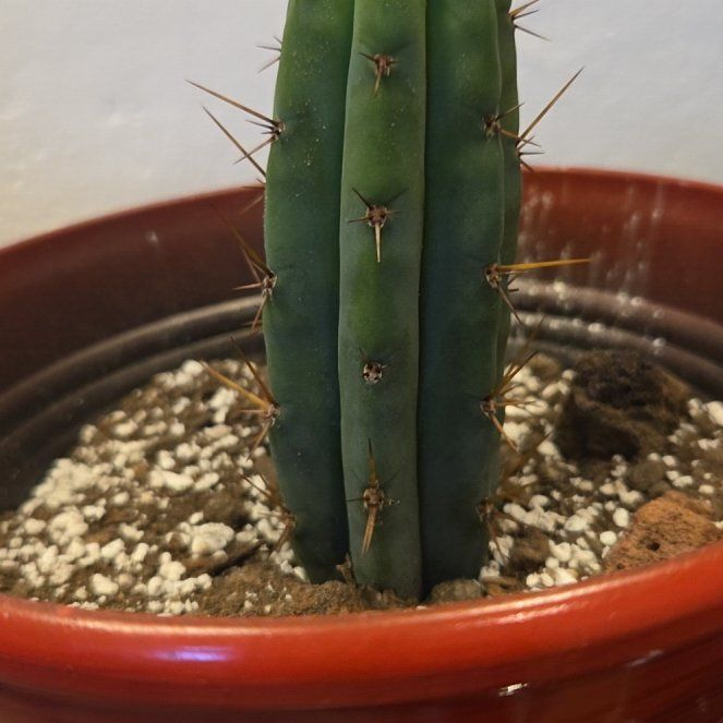 Photo of the plant species San Pedro by @WingedWinika33 named PalNaxanis on Greg, the plant care app