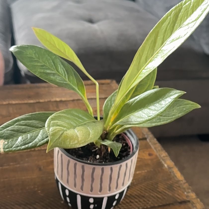 Photo of the plant species Anthurium Cobra by @hathaway named Maya on Greg, the plant care app