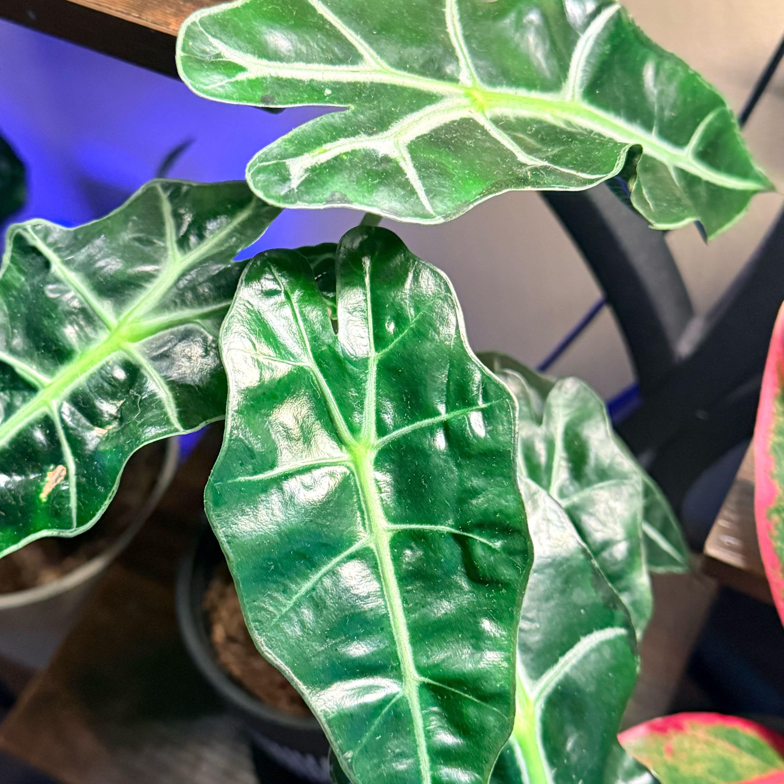 Photo of the plant species Alocasia 'Polly' by @hathaway named Gobi on Greg, the plant care app