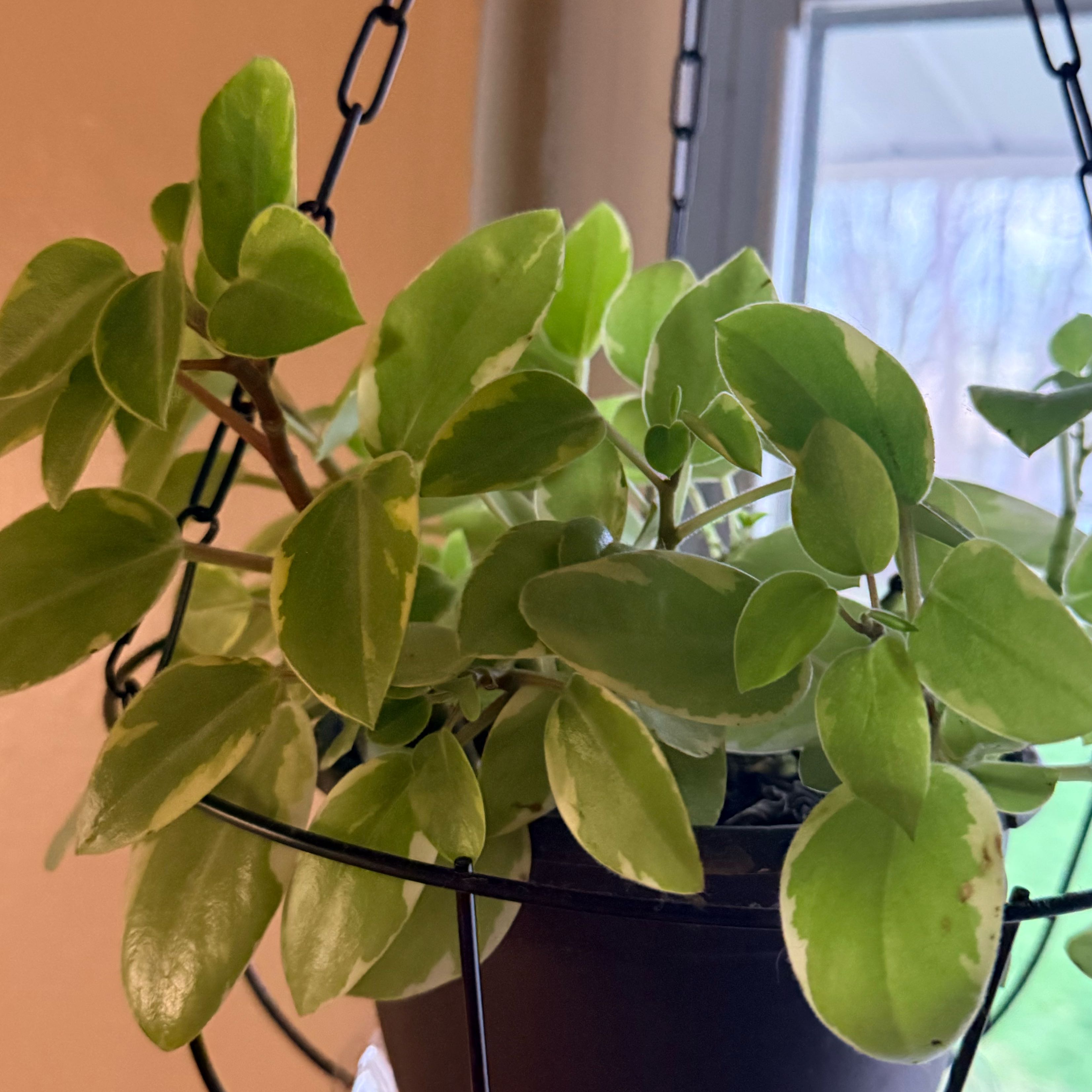 Photo of the plant species Variegated Cupid's Plant by @hathaway named Muhammad Ali on Greg, the plant care app