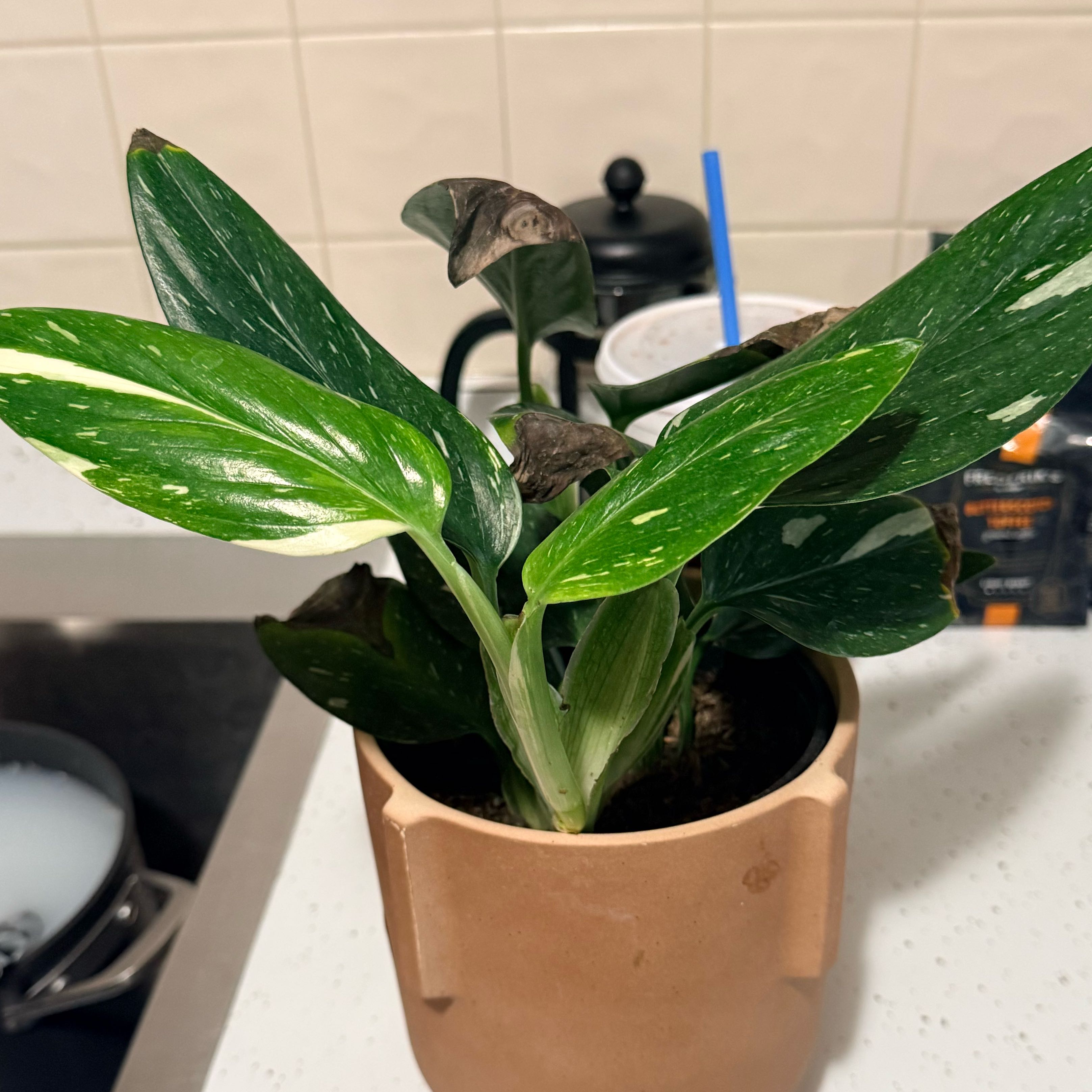 Photo of the plant species Cobra Monstera by @hathaway named Girlfrond on Greg, the plant care app