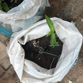 Photo of the plant species Asiatic Dayflower by @CapableKaro6 named Planty on Greg, the plant care app