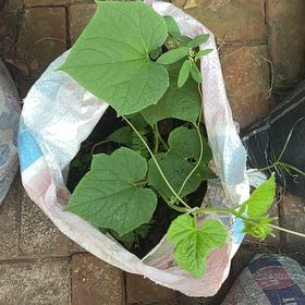 Photo of the plant species Bur Cucumber by @CapableKaro6 named Aria on Greg, the plant care app