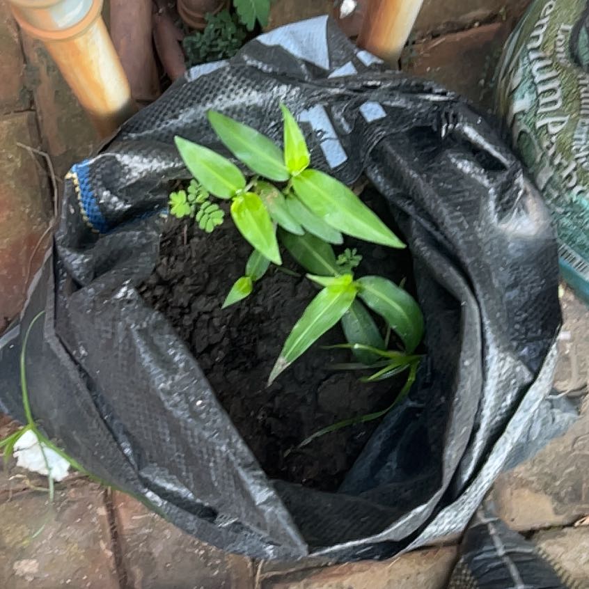 Photo of the plant species Erect Dayflower by @CapableKaro6 named Girlfrond on Greg, the plant care app