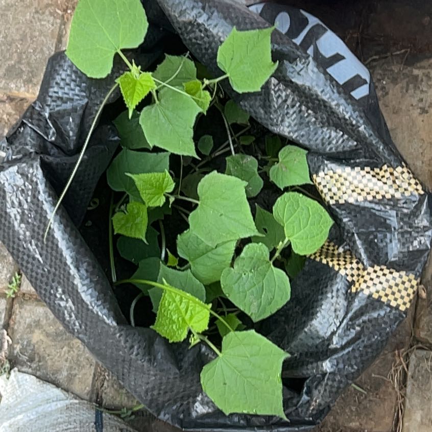 Photo of the plant species Bur Cucumber by @CapableKaro6 named Harmony on Greg, the plant care app