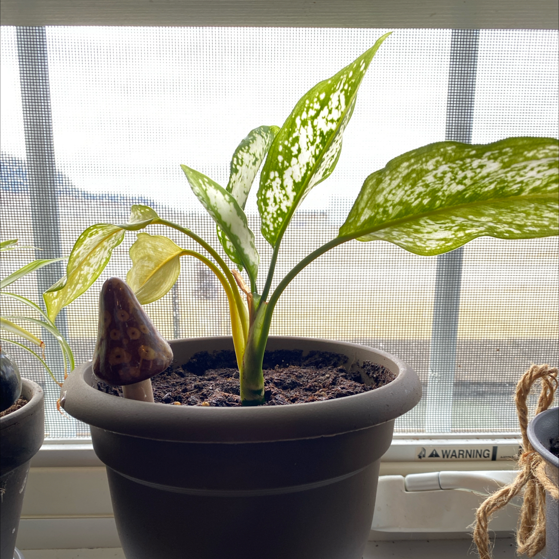 Photo of the plant species Aglaonema 'Snow White' by @Brightviolet25 named Sprinkle on Greg, the plant care app