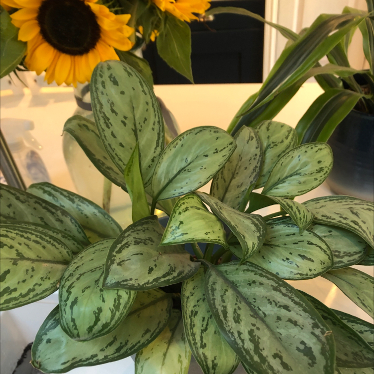 Photo of the plant species Aglaonema 'Silver III' by @mackchristoff named Mollie on Greg, the plant care app