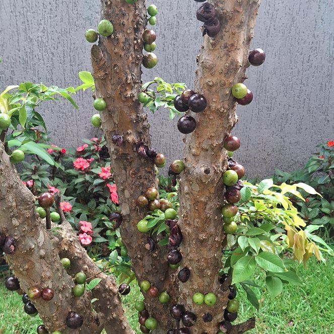 Photo of the plant species Jabuticabeira by @GladShyleaf66 named Sol on Greg, the plant care app