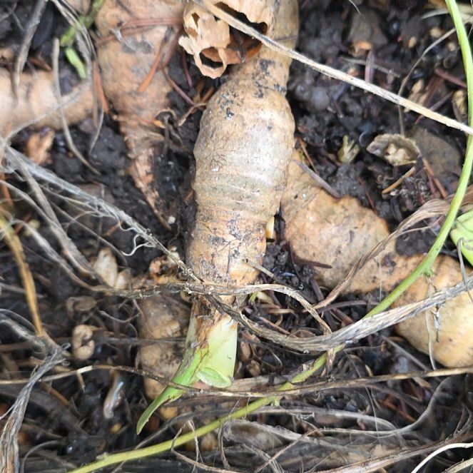 Photo of the plant species Kahili Ginger by @ShrewdRedwood61 named Harper on Greg, the plant care app