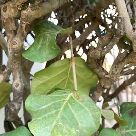 Photo of the plant species Seagrape by @HighestTawa55 named Marilyn on Greg, the plant care app