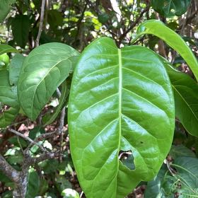 Photo of the plant species Indian Mulberry by @HighestTawa55 named Keanu Leaves on Greg, the plant care app