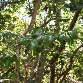 Photo of the plant species Surinam Cherry by @HighestTawa55 named Nemo on Greg, the plant care app