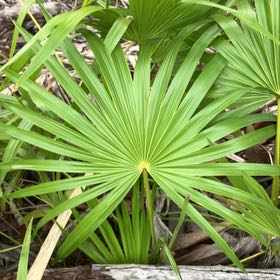 Photo of the plant species Florida Thatch Palm by @HighestTawa55 named Austen on Greg, the plant care app
