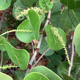 Photo of the plant species Seagrape by @HighestTawa55 named Shakira on Greg, the plant care app