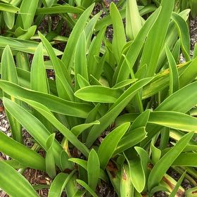Photo of the plant species Barbosa Lily by @HighestTawa55 named Figyonce on Greg, the plant care app