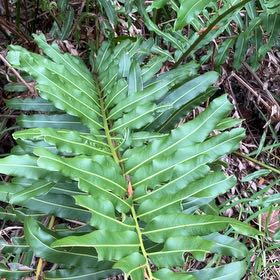 Photo of the plant species Inland Leatherfern by @HighestTawa55 named Achilles on Greg, the plant care app