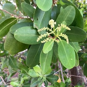 Photo of the plant species Black Mangrove by @HighestTawa55 named Sir Plancelot on Greg, the plant care app