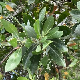 Photo of the plant species Button Mangrove by @HighestTawa55 named Beyonce on Greg, the plant care app