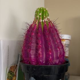 Photo of the plant species Kosmic by @CozyBroom55 named Eve on Greg, the plant care app