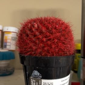 Photo of the plant species Kosmic by @CozyBroom55 named Wall-E on Greg, the plant care app